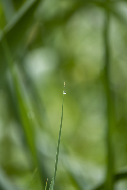 阴雨天野草