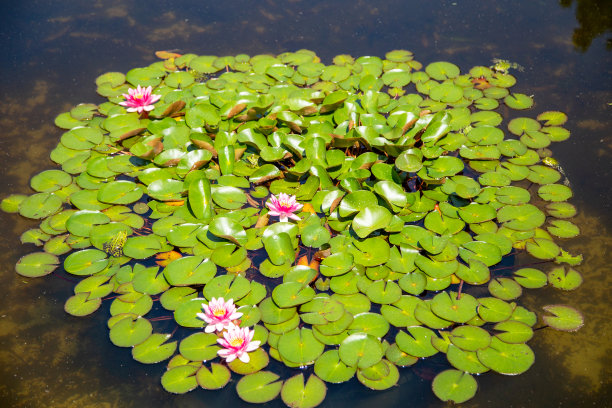 青蛙花纹