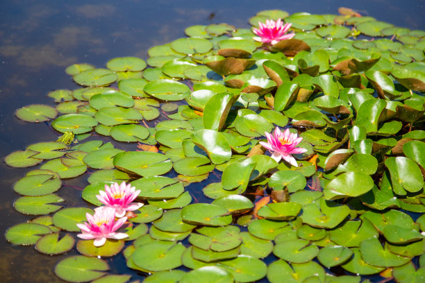 青蛙花纹