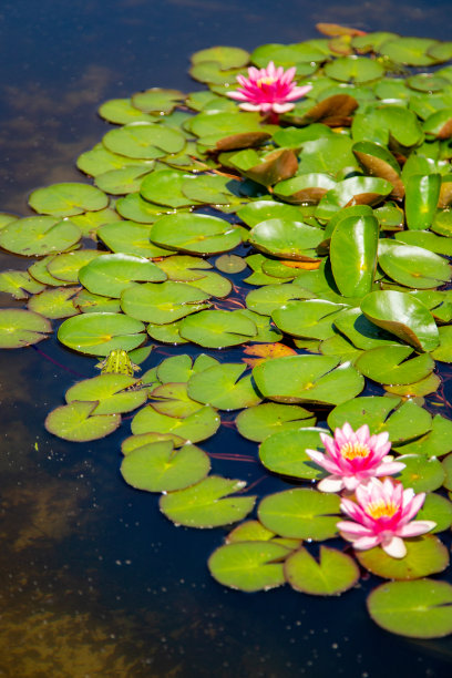 青蛙花纹