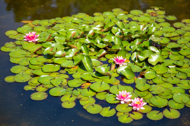 青蛙花纹