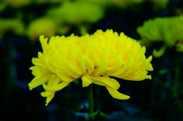 雨后菊花高清摄影