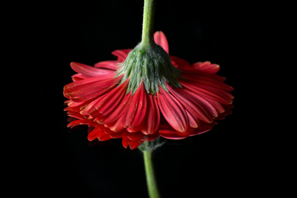 花卉连接印花图案