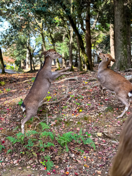 京都御苑