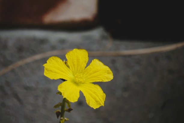 漂亮的丝瓜花