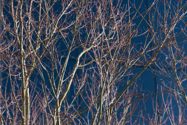 现代玻璃幕墙高楼与绿树