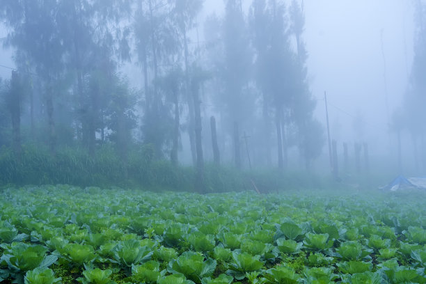 蔬菜水雾