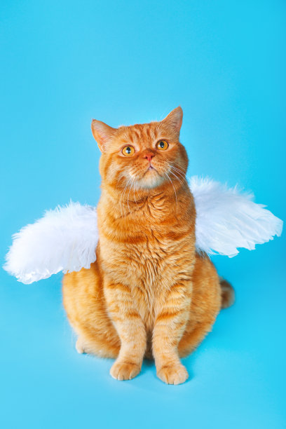 天使小猫