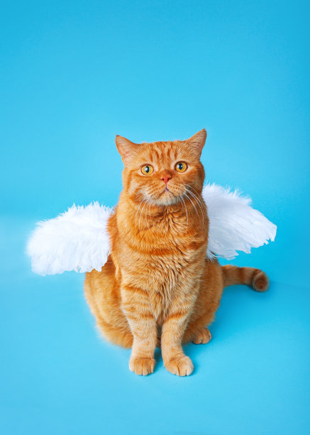 天使小猫