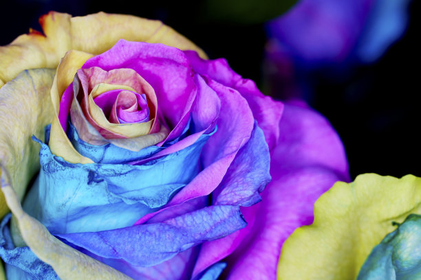 染色的玫瑰花