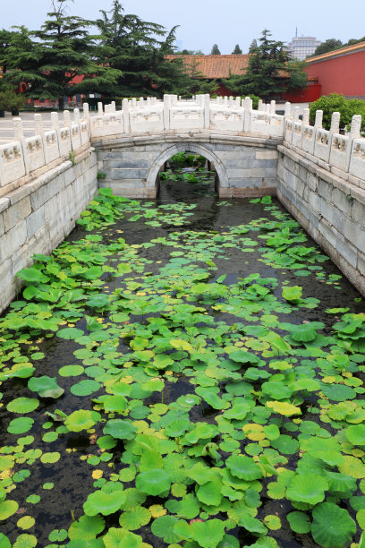 荷花 古香古色