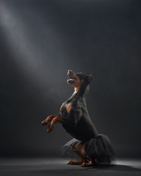 芭蕾舞狗