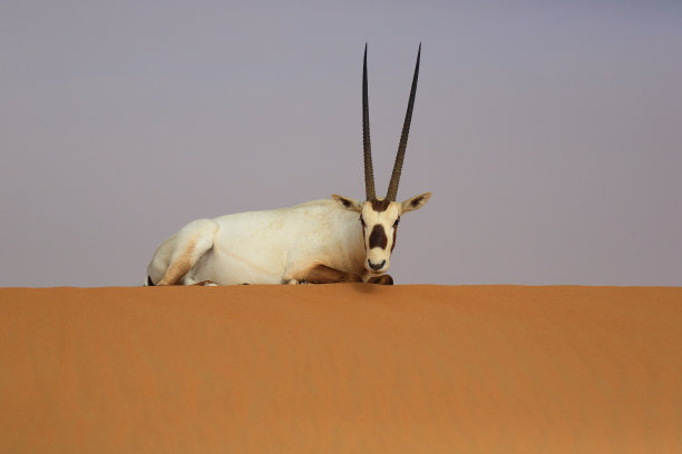 阿拉伯羚羊