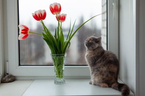 窗户鲜花小猫咪