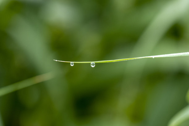 阴雨天野草