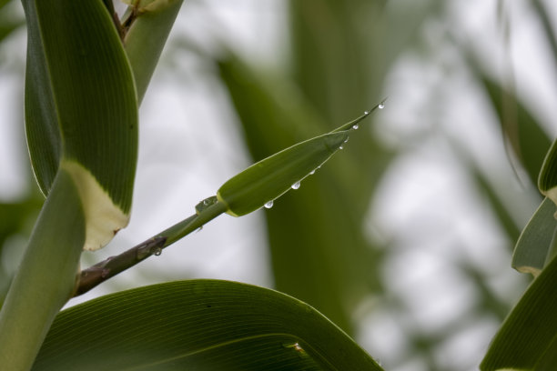 阴雨天野草