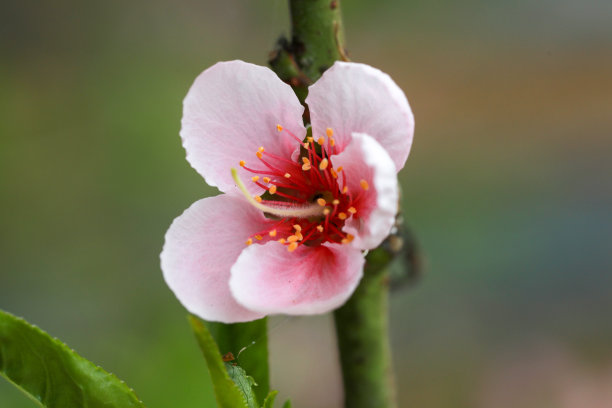 冬季的桃花