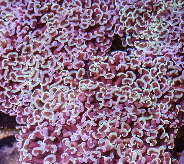 珊瑚虫模型