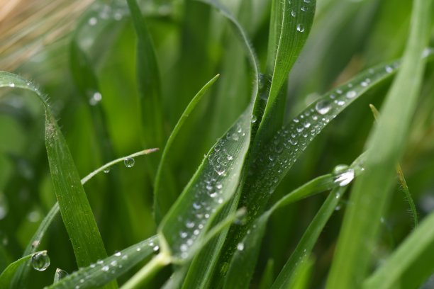 阴雨天野草