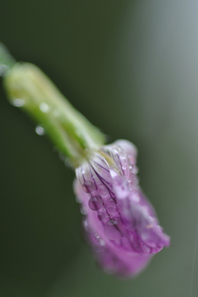 阴雨天野草