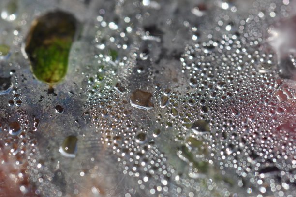 阴雨天野草