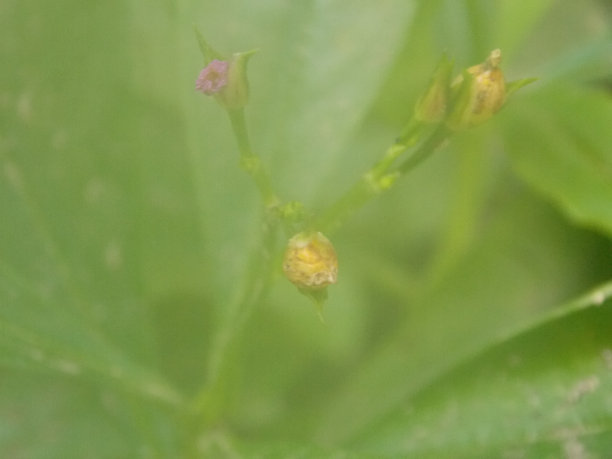 农作物植物种子发芽