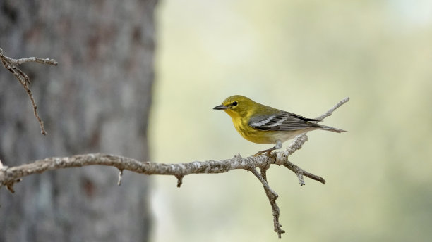 热带气候,肖像,公园