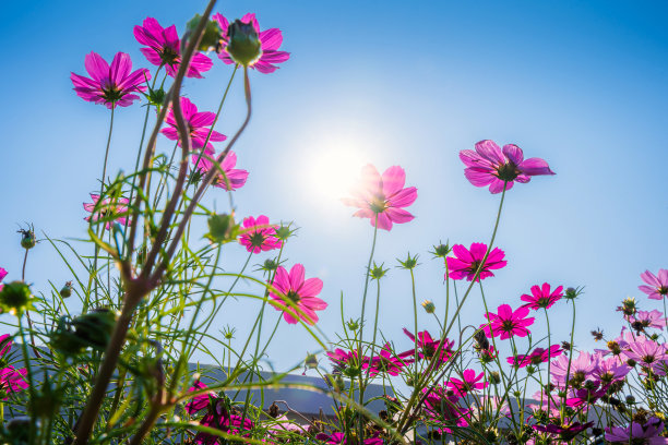 清明背景清明展板