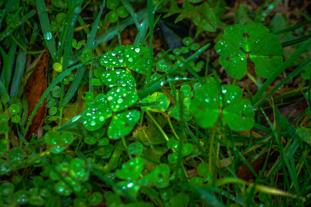 阴雨天野草