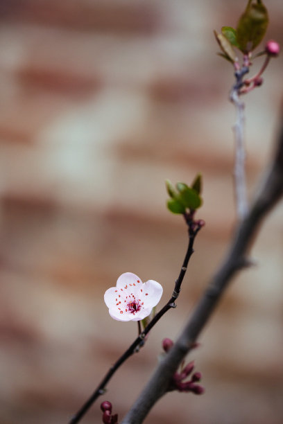 樱花盆栽