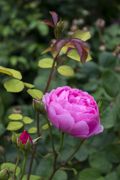 牡丹花芳香花粉红香水