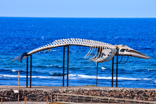 鲸鱼骨架