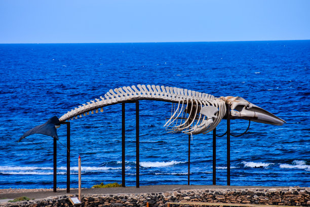 鲸鱼骨架