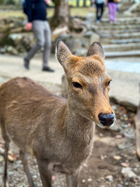 京都御苑