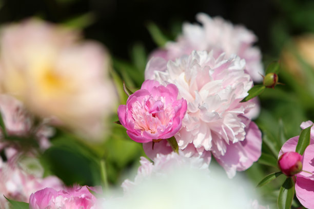 牡丹花芳香花粉红香水