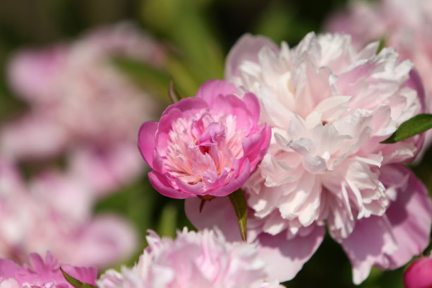 牡丹花芳香花粉红香水