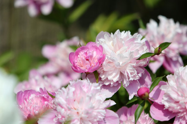 牡丹花芳香花粉红香水