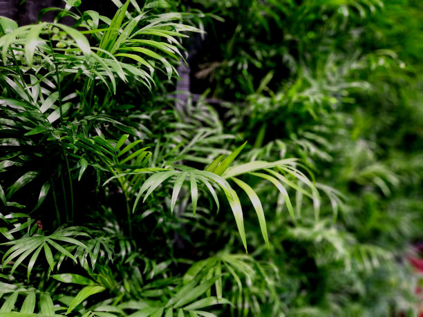 商场装饰植物墙