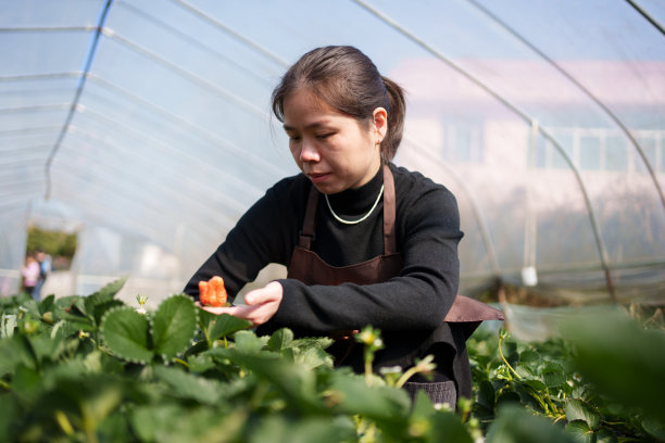 草莓女神节