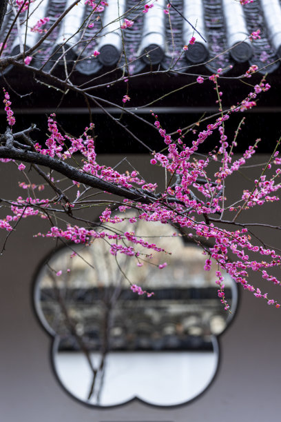 传统国风植物花卉梅花