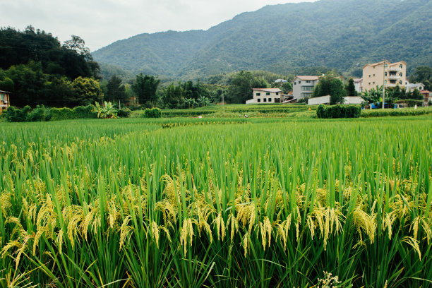  水稻 稻子 优质 稻穗 丰收