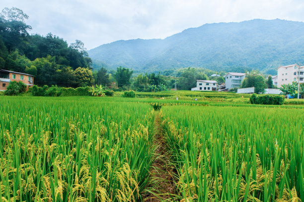 精美粮食摄影图片大米水稻