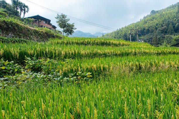 精美粮食摄影图片大米水稻