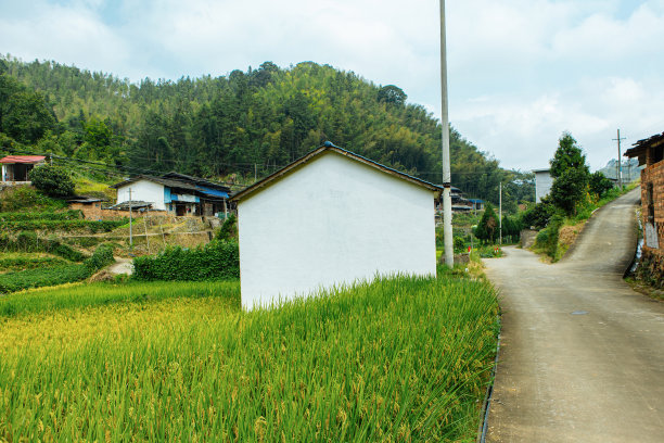  水稻 稻子 优质 稻穗 丰收