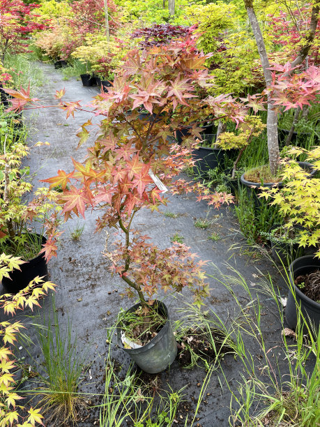 植树节促销