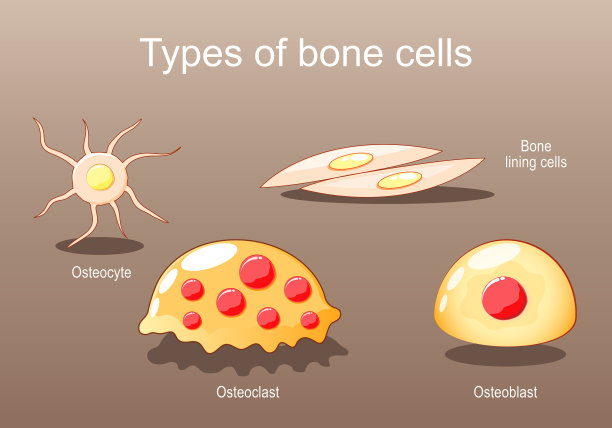 骨细胞