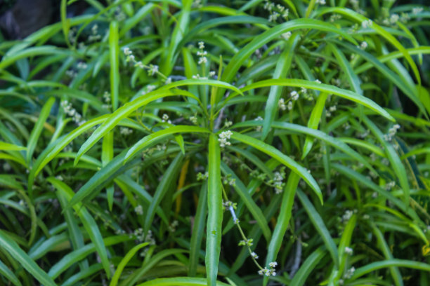 登革热,背景分离,药