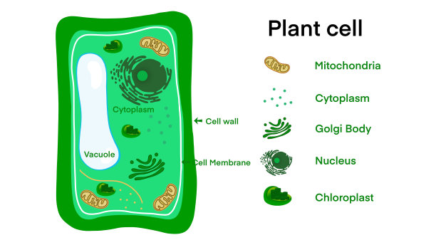 生物细胞学科