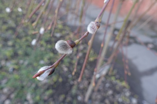 春天 花开 百花齐放 公