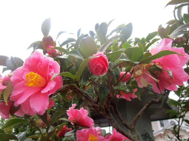 粉色茶梅花,花瓣